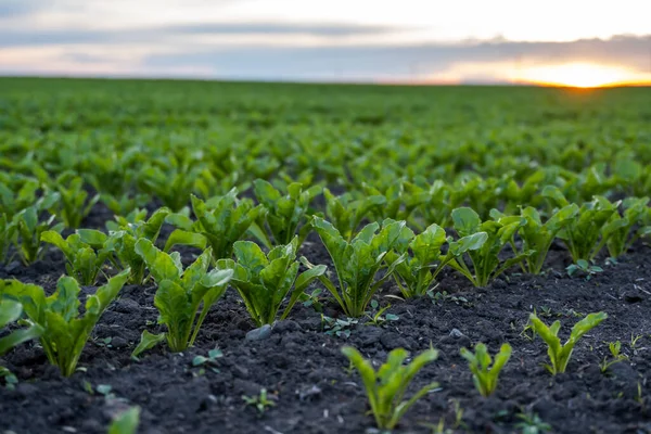 Young Green Sugar Beet Leaves Agricultural Beet Field Evening Sunset — Zdjęcie stockowe