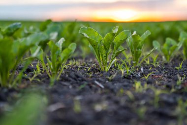 Sıralar dolusu taze pancar yaprakları ve günbatımı gökyüzü. Bir tarlada verimli bir toprakta büyüyen pancar bitkileri. Pancar yetiştiriciliği. Tarım