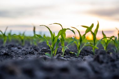 Gün batımında genç mısırların sıralandığı yerde alçak açılı görüntüyü kapatın.