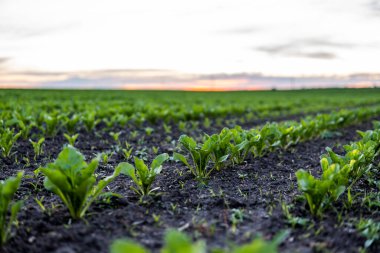 Sıralar dolusu taze pancar yaprakları. Bir tarlada verimli bir toprakta büyüyen pancar bitkileri. Pancar yetiştiriciliği. Tarım