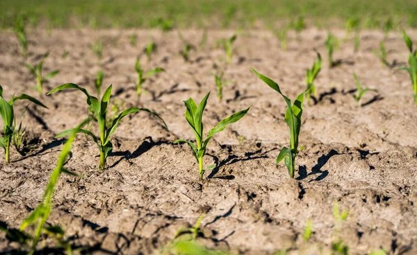 stock image Growing young green corn seedling sprouts in cultivated agricultural farm field, shallow depth of field. Agricultural scene with corns sprouts in earth closeup