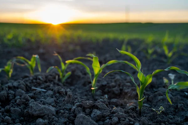 生长在黑土地里的玉米幼苗 一丛颗的玉米农业进程 — 图库照片