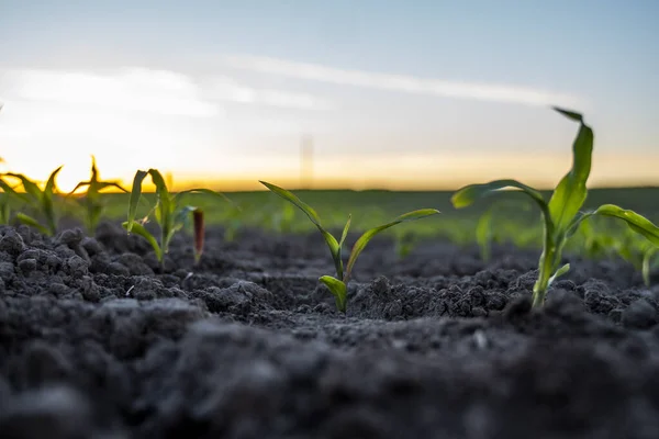关闭生长在田里土壤中的绿色玉米幼苗 接近日落时在田野里发芽的玉米农业 玉米的芽 — 图库照片