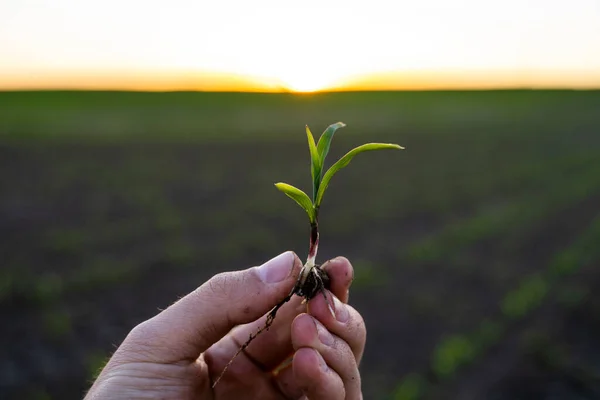 stock image Farmer holding corn sprout with root and researching plant growth. Examining young green corn maize crop plant in cultivated agricultural field