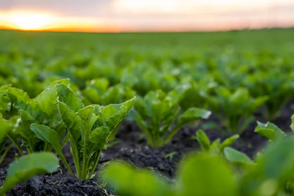 stock image Close up young sugar beet leaves grows in the agricultural beet field in the evening sunset. Agriculture.