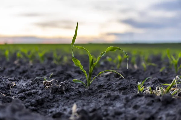 Zöld Fiatal Kukoricát Csírázott Szerves Talajon Naplementében Növénytermesztés Mezőgazdaság — Stock Fotó