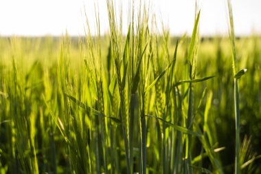 Genç arpa kulakları güneş ışığıyla aydınlatılır. Tarım alanında iyi bir hasat kavramı