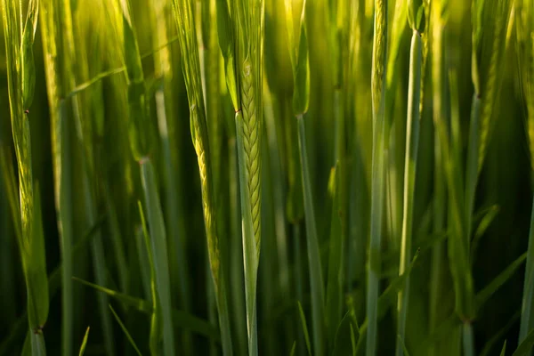夏の太陽の下で緑の大麦のフィールド 肥沃な土壌で育つ穀物 — ストック写真