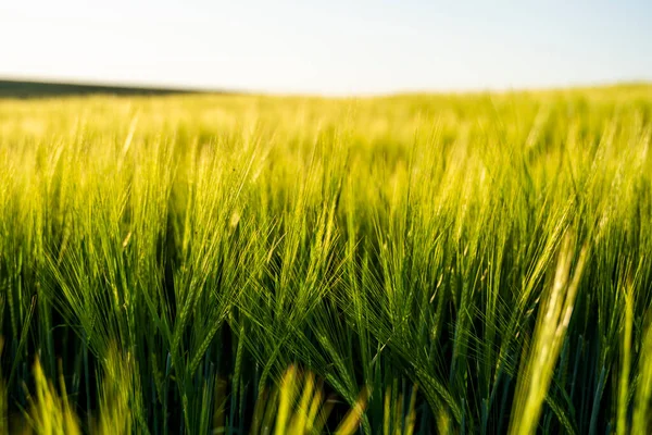 stock image Young barley ears illuminated by sunlight. Concept of a good harvest in an agricultural field