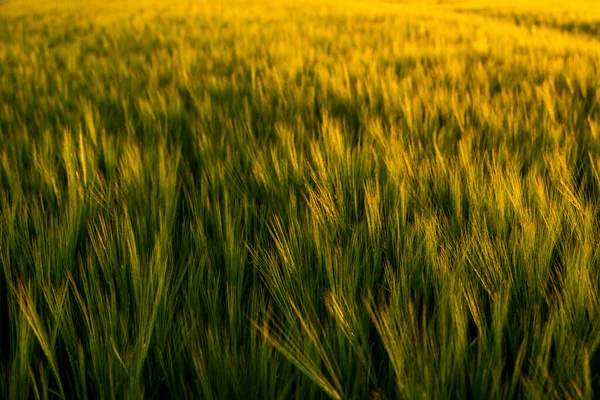Groene Gerst Veld Achtergrond Onder Zonlicht Zomer Landbouw Landbouwproces Granen — Stockfoto