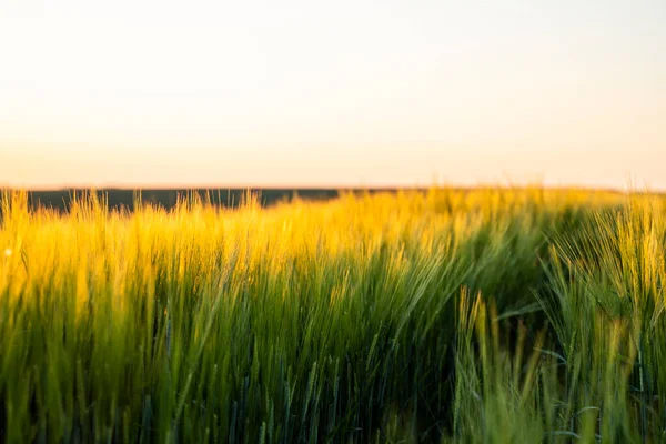 Barley Field Blue Sky Ripening Ears Barley Field Sunlight Crops —  Fotos de Stock