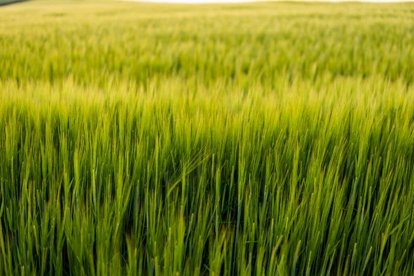 Green Barley Field Sunlight Summer Agriculture Cereals Growing Fertile Soil — Stock Photo, Image