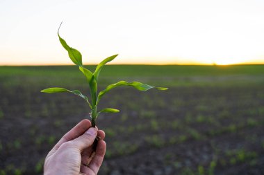 Köklü mısır filizi tutan çiftçi el ve bitki yetiştirme araştırması. Genç yeşil mısır tarlalarını inceliyorum.