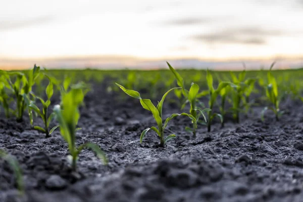 Friss Fiatal Zöld Kukoricanövények Ívelt Sorokban Kukorica Egy Mezőgazdasági Területen — Stock Fotó