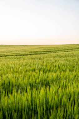 Baharda tarım alanında yetişen genç yeşil arpa. Olgunlaşmamış tahıllar. Tarım konsepti, organik gıda. Arpalar toprakta büyür. Gün batımında filizlenen arpaya yaklaş.