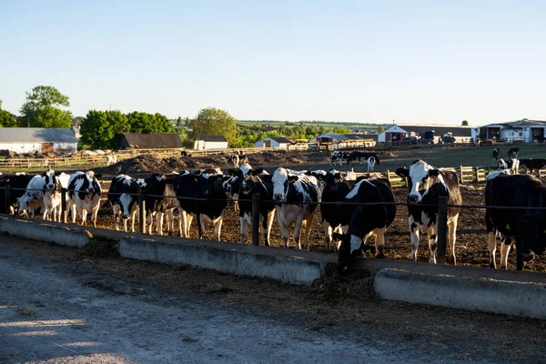 stock image Black and white cows on outdoor farm eating hay. Agriculture