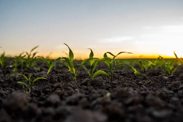 Саженцы Кукурузы Близко Плодородная Почва Сельское Хозяйство Поле Зерновых Культур — стоковое фото