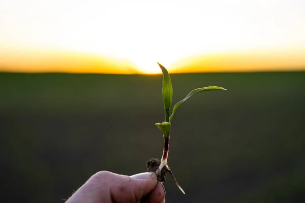 stock image Close up of corn sprout in farmers hand in front of field. Growing young green corn seedling sprouts in cultivated agricultural farm field under the sunset