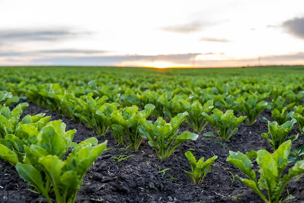 Landscape Oung Green Sugar Beet Leaves Agricultural Beet Field Evening — Stock Photo, Image