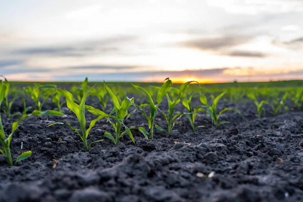 夕阳西下 一排排玉米幼苗停在农田里 — 图库照片