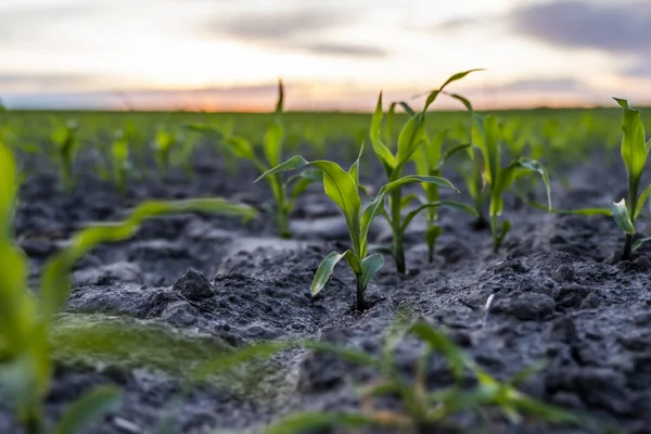 关闭生长在田野里的小麦幼苗 生长在土壤中的青小麦 — 图库照片