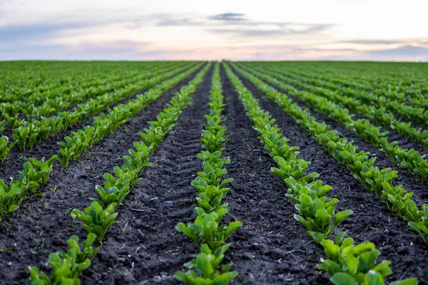 stock image Rows of young fresh beet leaves. Beetroot plants growing in a fertile soil on a field. Cultivation of beet. Agriculture