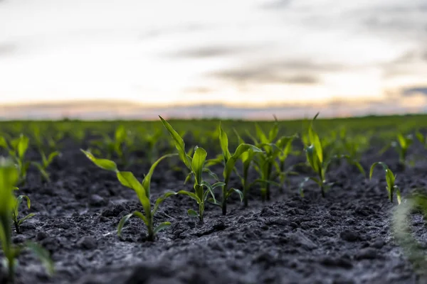 Молода Зелена Кукурудза Сільськогосподарському Кукурудзяному Полі Ввечері Заході Сонця Сільське — стокове фото
