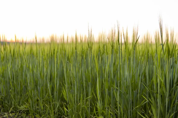 Green Barley Field Spring Amazing Rural Landscape Sun Fields Ripening — стоковое фото