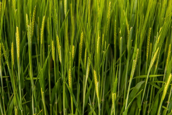 Ett Rikt Skördekoncept Jordbruk Närbild Saftiga Färska Öron Ung Grön — Stockfoto