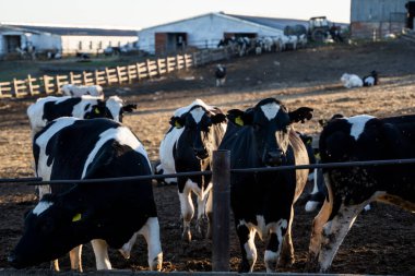 Çiftlikteki bir ağılda süt inekleri. Çiftlik hayvanları konsepti. Süt çiftliği, sığırlar, çiftlikte inekler