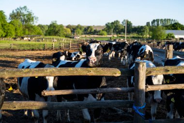 Çiftçilik, hayvancılık konsepti. Çiftlikteki inekler. Süt inekleri taze saman yer. Saman yiyen ineklerle dolu bir çiftlik ahırı.