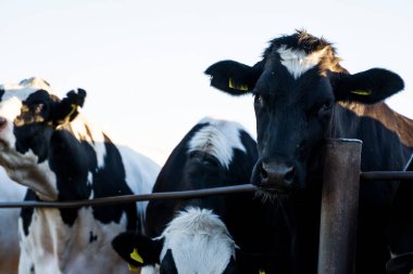 Çiftlikteki bir ağılda süt inekleri. Çiftlik hayvanları konsepti. Süt çiftliği, sığırlar, çiftlikte inekler