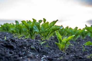 Young green sugar beet leaves in the agricultural beet field in the evening sunset. Agriculture