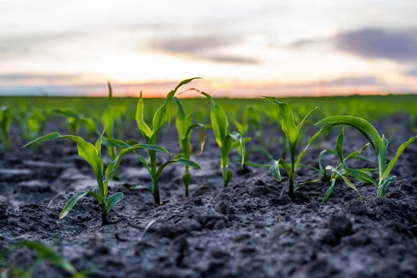 一排排的玉米幼苗生长在肥沃的土地上 黑暗的土壤在美丽温暖的落日的阳光下 — 图库照片