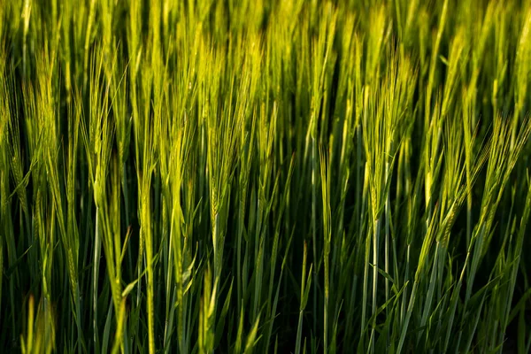 Barley Field View Fresh Ears Young Green Barley Spring Summer — Stockfoto
