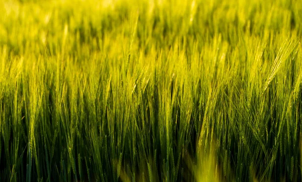 Barley Field View Fresh Ears Young Green Barley Spring Summer — Fotografia de Stock