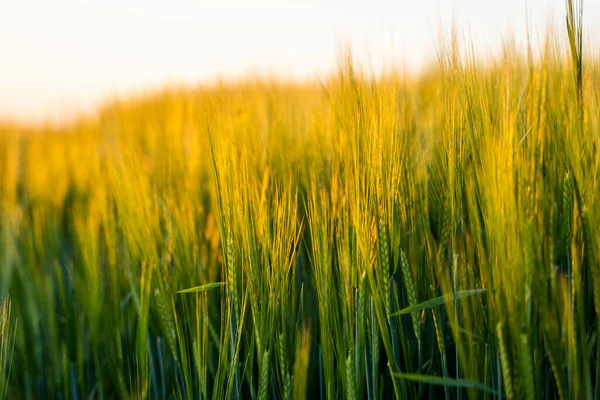 Green Barley Agricultural Field Green Unripe Cereals Concept Agriculture Healthy — Stock Photo, Image