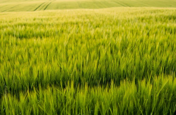 Young Green Barley Growing Agricultural Field Spring Unripe Cereals Concept — Stock Photo, Image