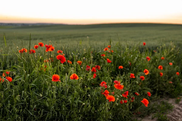 Wild red summer poppies in the countryside among the wheat field. Red poppies in soft light