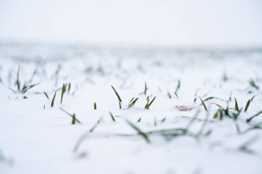 Kış mevsiminde buğday tarlası karla kaplıydı. Soğuk mevsimde tahıl yetiştirmek. Ekin kültürleriyle tarım süreci