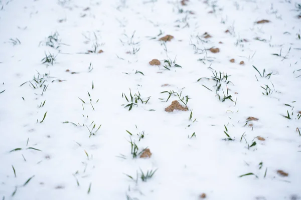 麦田被雪覆盖 在寒冷季节种植粮食作物 带有作物文化的农业进程 — 图库照片