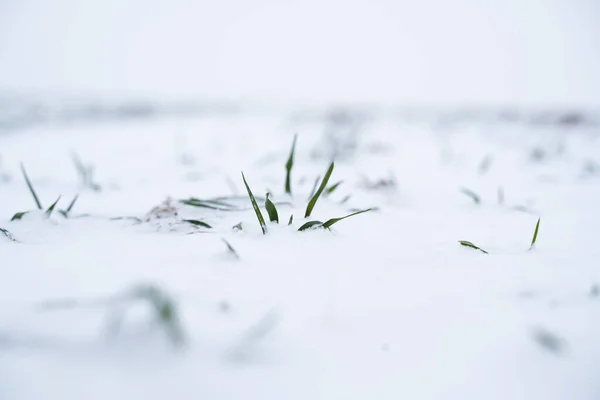 Sprouts Wheat Snow Winter Season Growing Grain Crops Cold Season — Stock Photo, Image