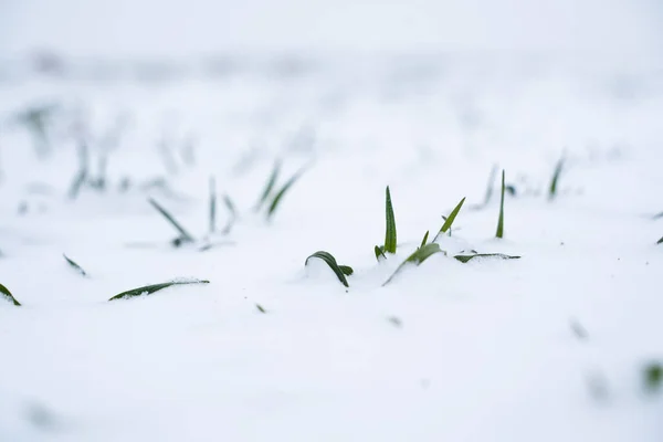 Green Young Sprouts Wheat Barley Rye Layer Fresh Snow Spring — Stock Photo, Image