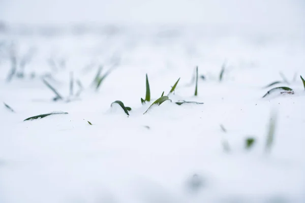 Close Green Young Sprouts Wheat Barley Rye Layer Fresh Snow — Stock Photo, Image