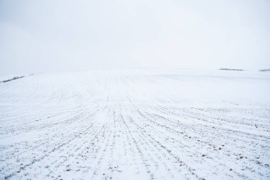Baharda taze kar tabakasının altında taze taze buğday, arpa ve çavdar filizleri.