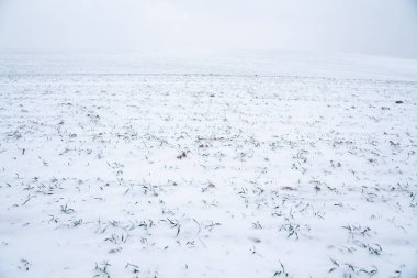 Kış mevsiminde kar altında buğday filizleri. Soğuk mevsimde tahıl yetiştirmek. Ekin kültürleriyle tarım süreci