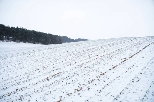 Sprouts of winter wheat on a agricultural field. Snow-covered green field of winter wheat. Green wheat covered by snow