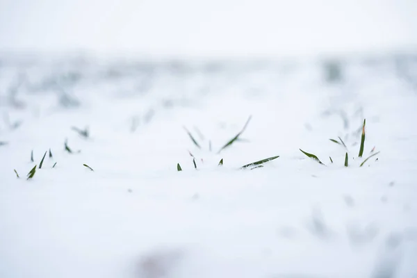 Sprouts Wheat Snow Winter Season Growing Grain Crops Cold Season — Stock Photo, Image
