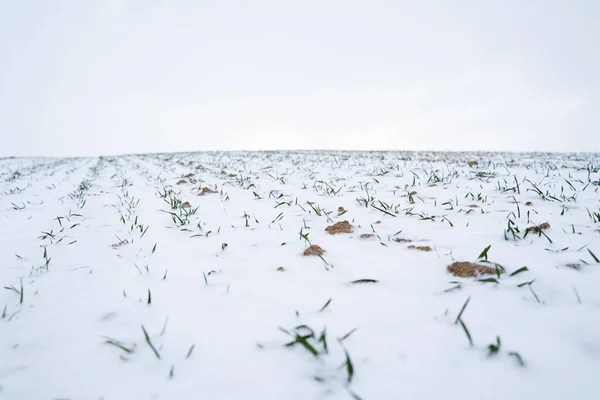 Green young sprouts of wheat, barley, rye under the layer of fresh snow in a spring