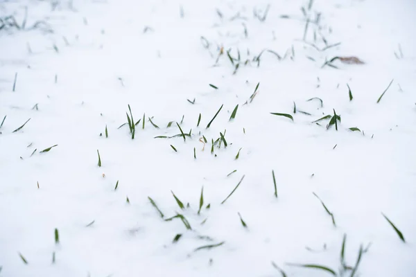 Sprouts Winter Wheat Agricultural Field Snow Covered Green Field Winter — Stock Photo, Image